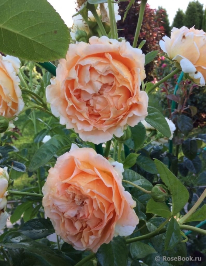 Роза crown princess margaretha