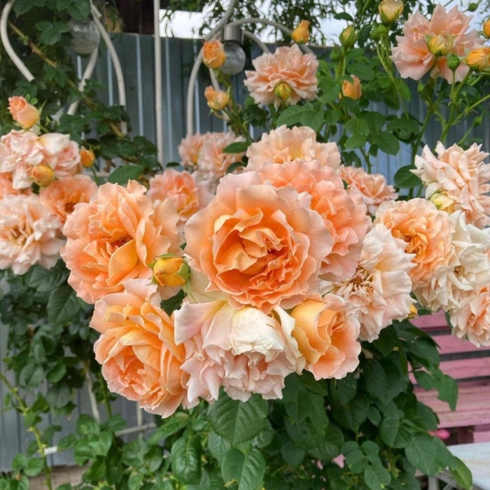 Плетистые розы полька