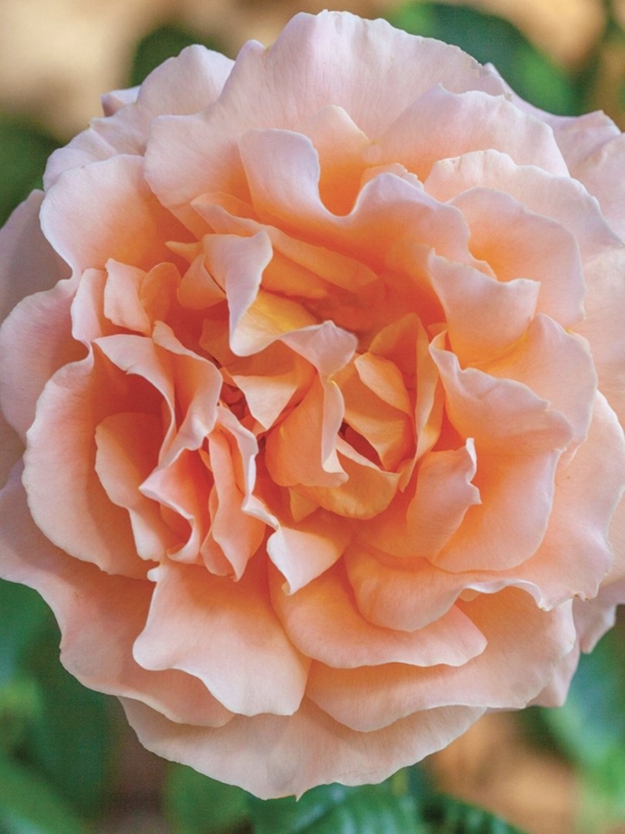 Роза салмон шраб