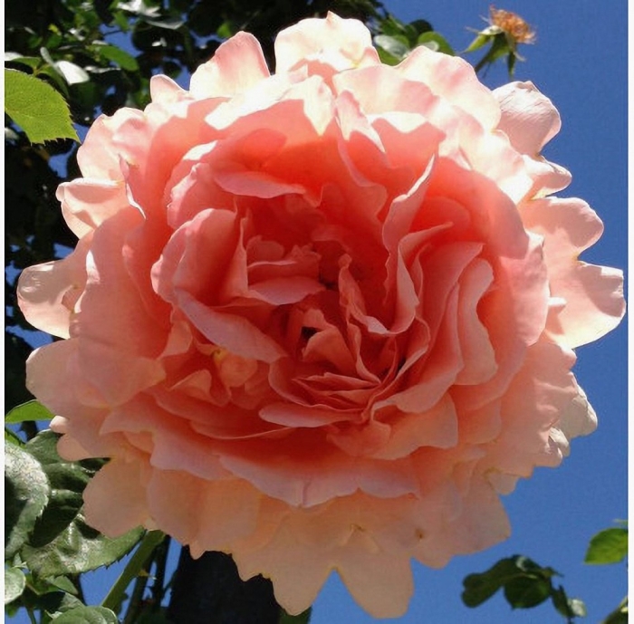 Роза амаретто плетистая