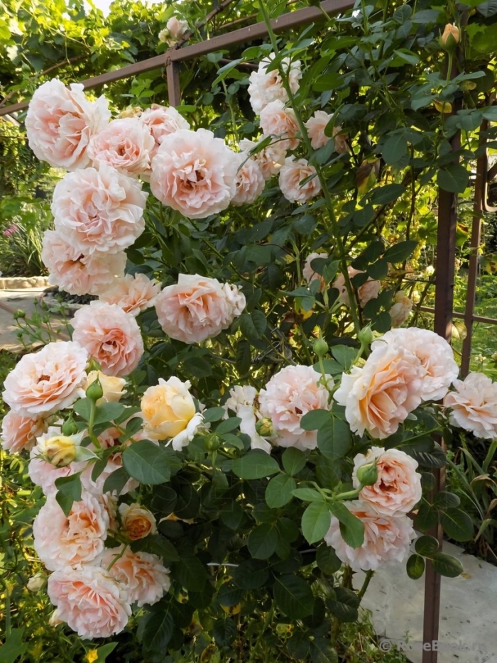 Роза полька плетистая