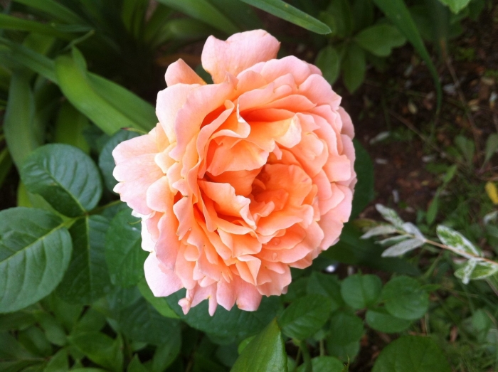 Роза аллегро плетистая