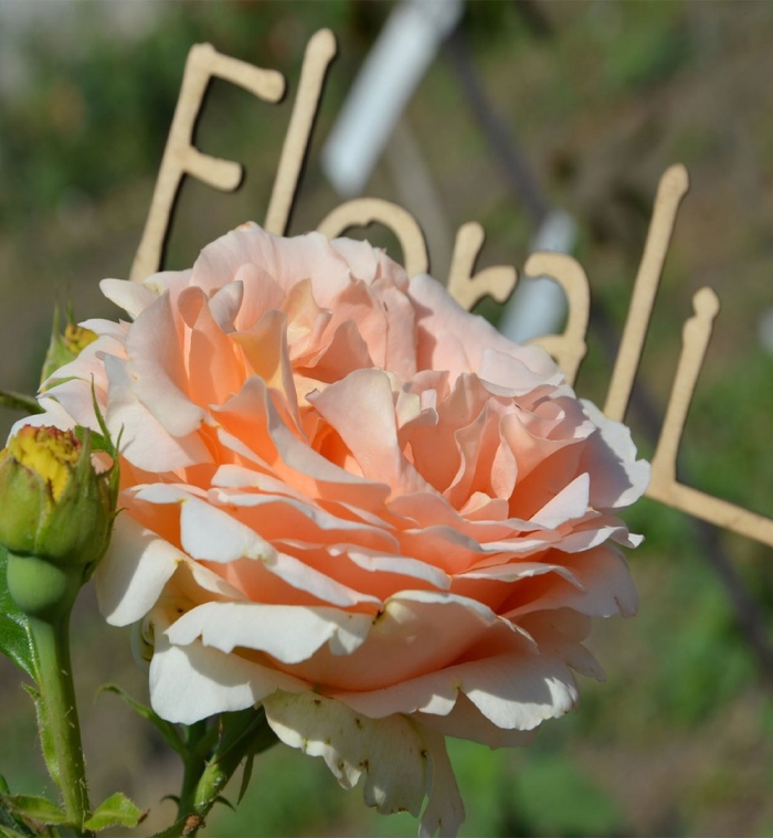 Роза полька плетистая