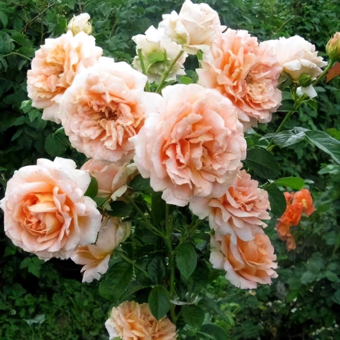 Роза полька плетистая