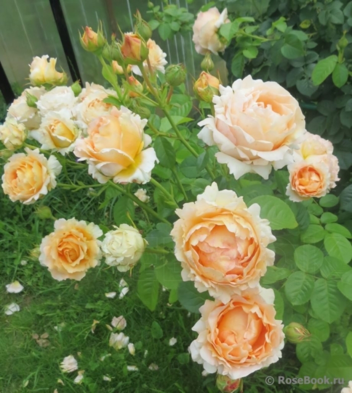 Роза голден селебрейшен