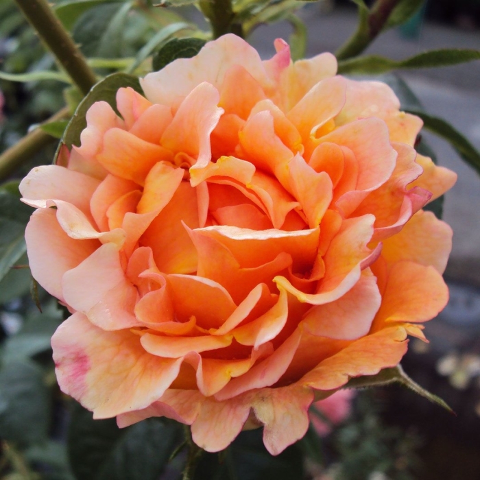 Роза раффлс дрим