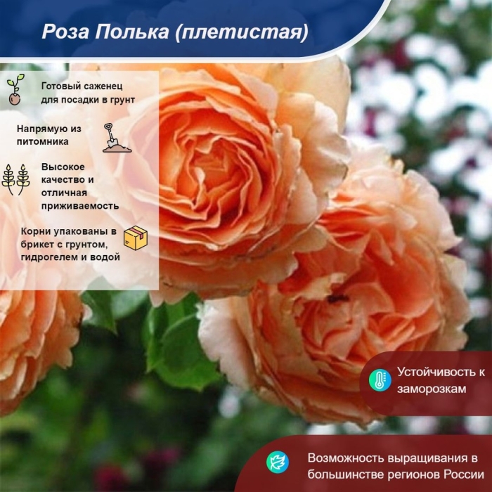 Роза полька плетистая