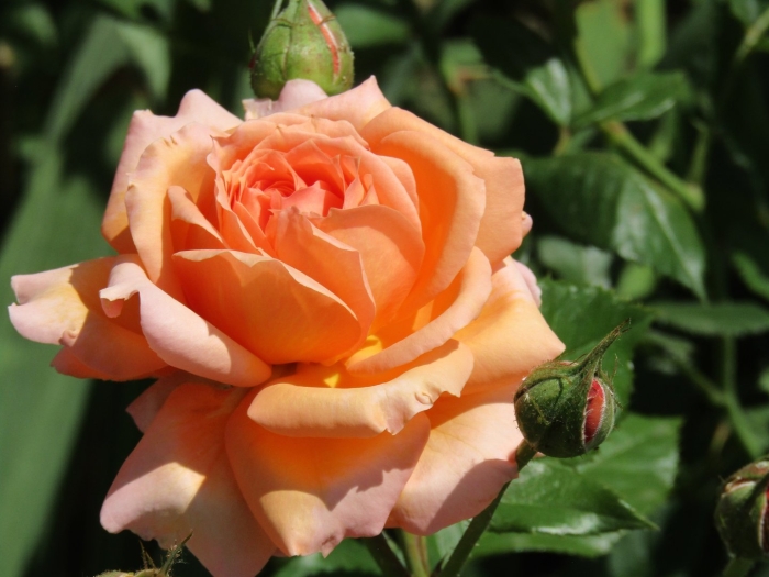 Роза чайно-гибридная эльдорадо