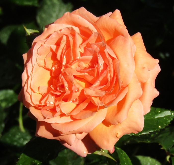 Роза полька плетистая