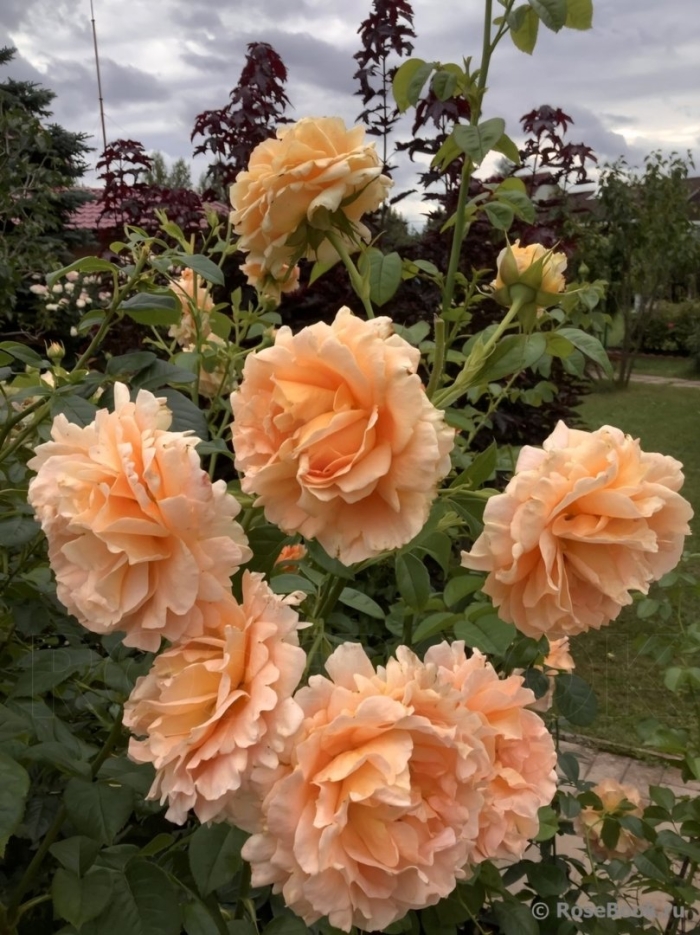 Роза полька плетистая