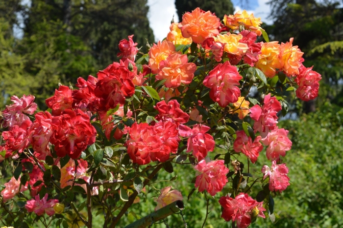 Полька бабочка роза плетистая