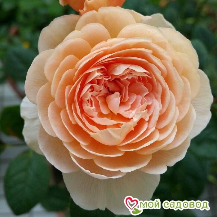 Роза чайно-гибридная тропикана