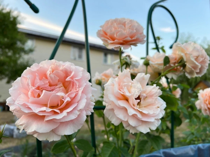 Розы плетистые сорта