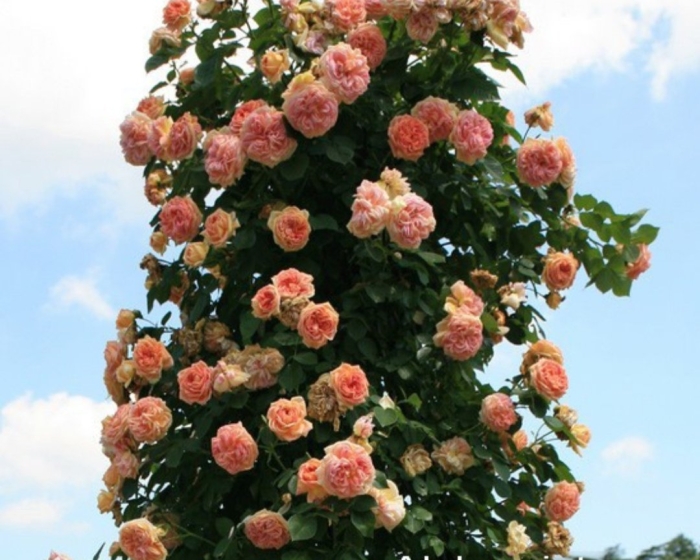 Роза плетистая алхимист