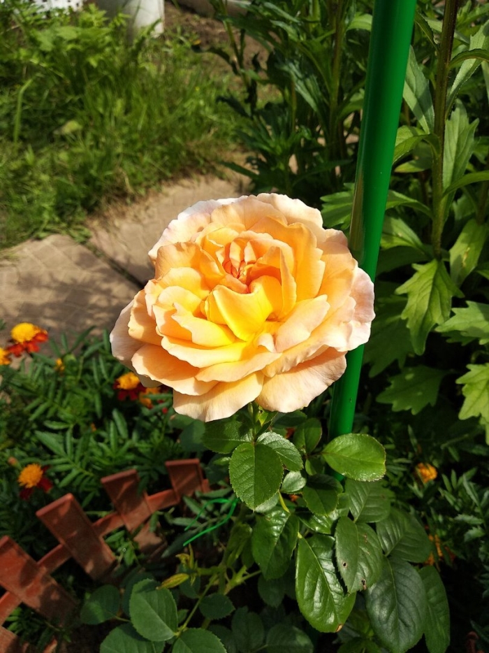 Роза грэхам томас