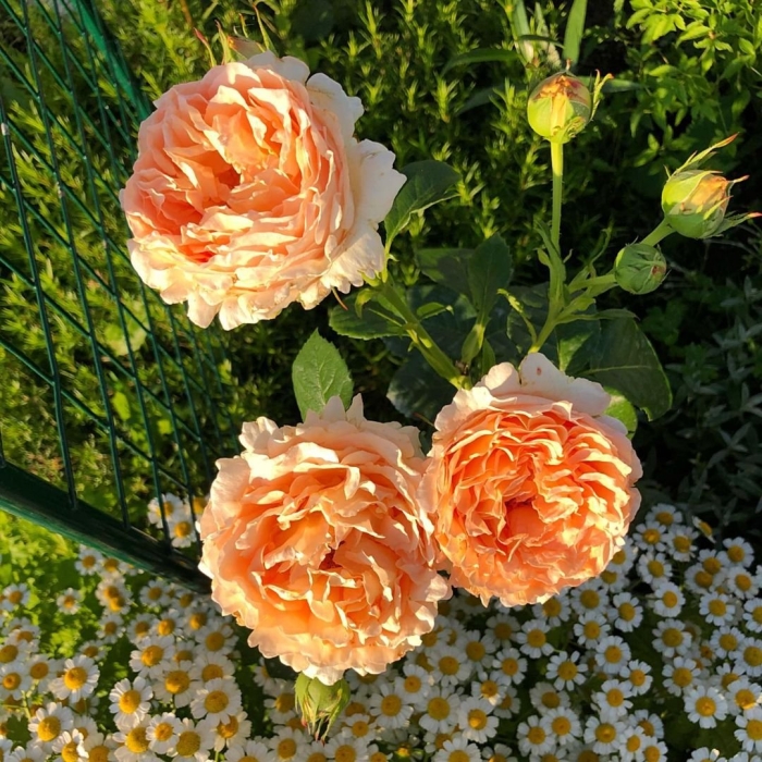 Роза парковая абрахам дерби