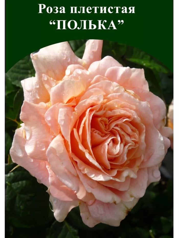 Роза полька плетистая