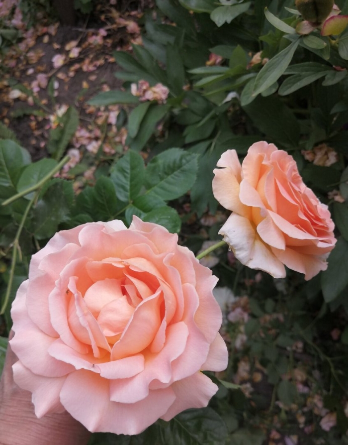 Роза флорибунда гейша