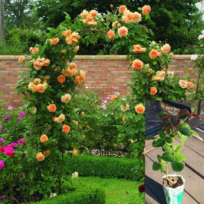 Роза барок плетистая