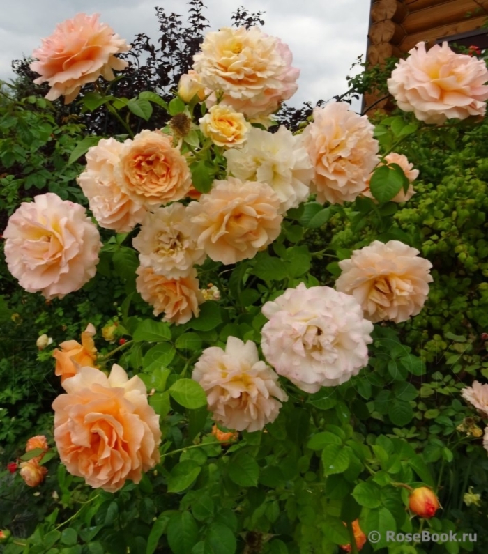 Роза полька плетистая