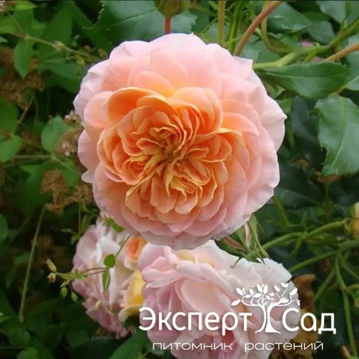 Плетистая роза полька