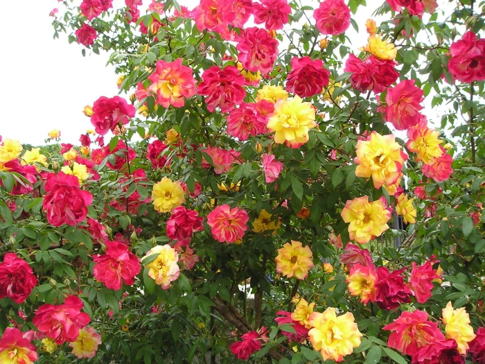 Плетистые розы полька бабочка