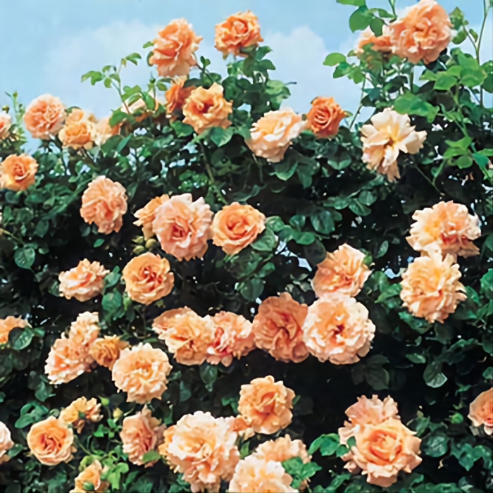 Роза полька плетистая