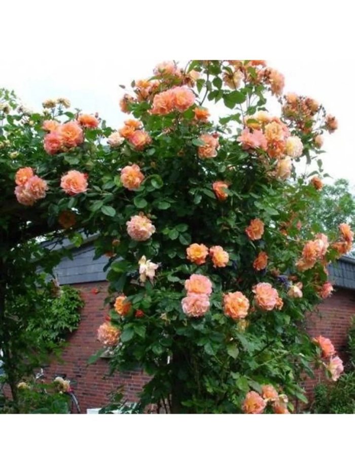 Плетистая роза моника