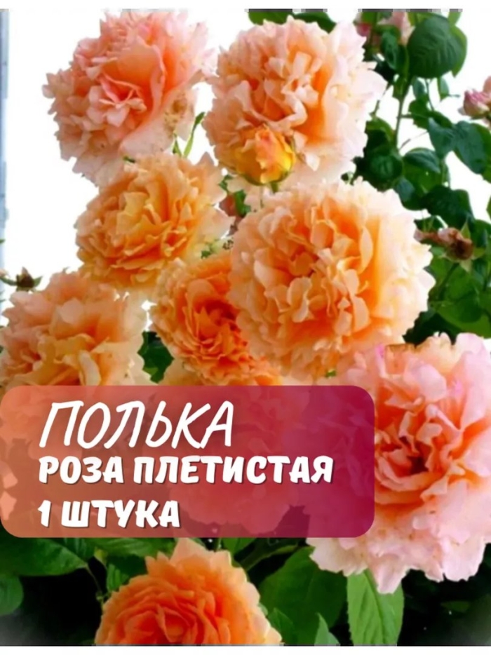 Полька роза