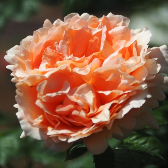 Роза полька плетистая