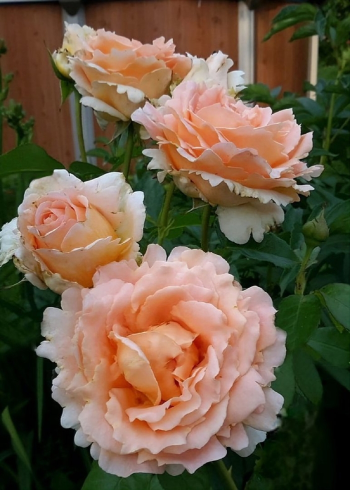 Great expectations роза