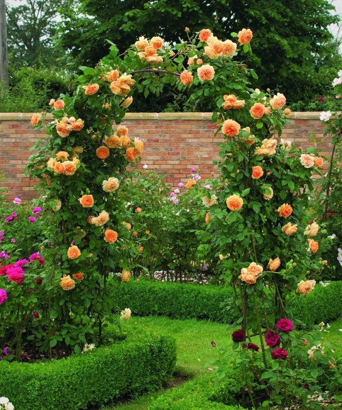 Роза плетистая полька