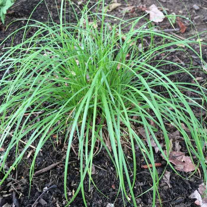 Deschampsia cespitosa