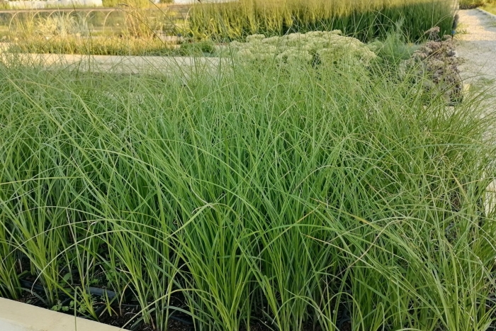 Осока растение