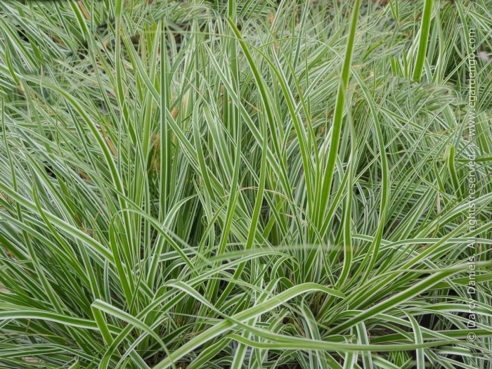 Осока фалярис