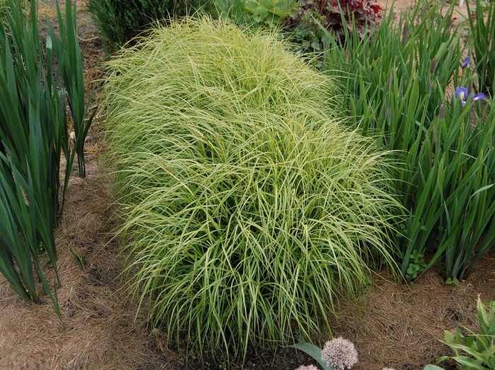 Осока пальмолистная carex muskingumensis