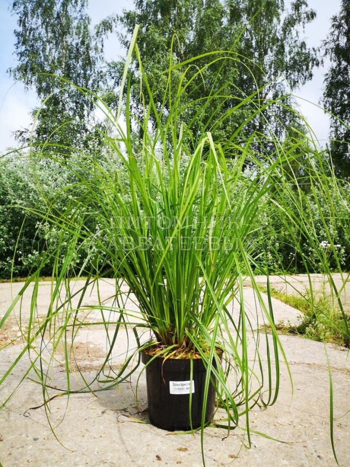 Мискантус грациэлла