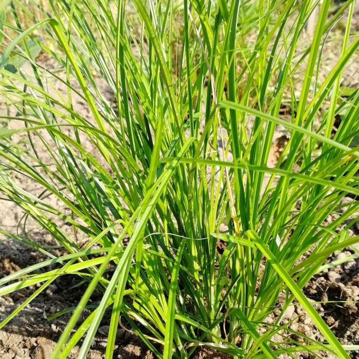 Осока болотная