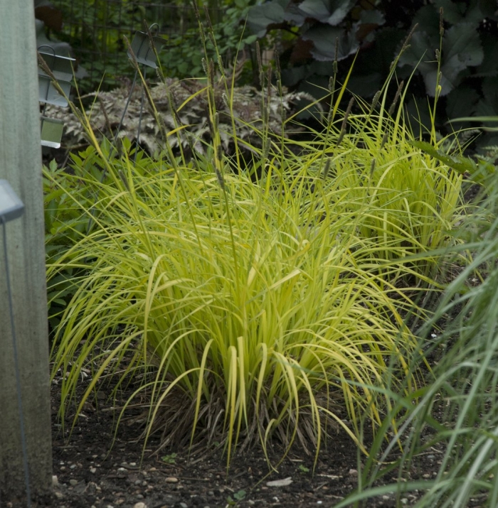 Carex elata aurea