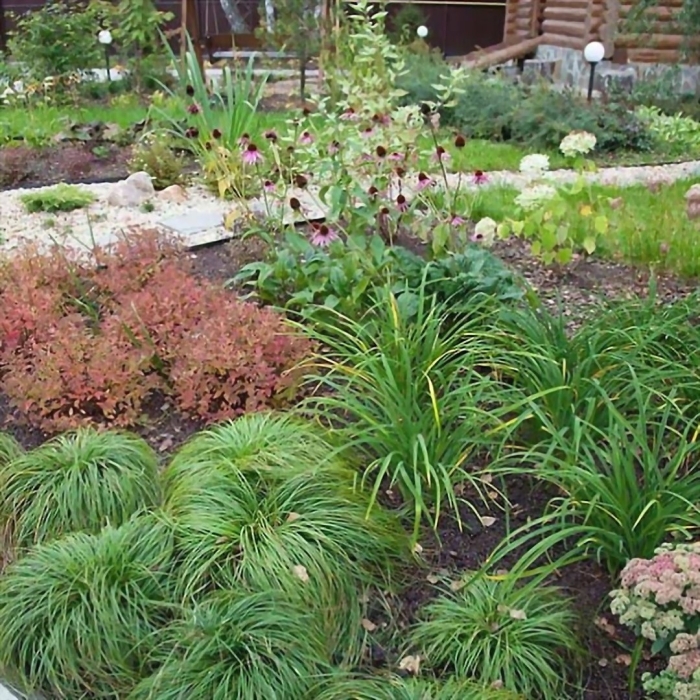 Осока грея рокарий