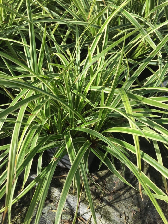 Осока морроу vanilla ice