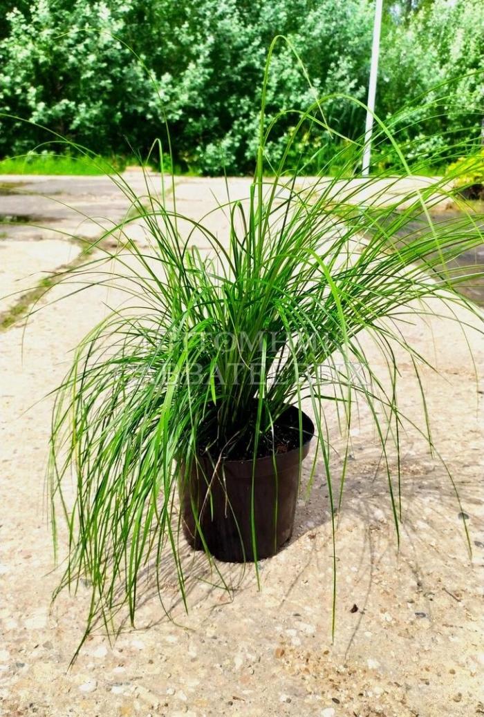 Осока повислая