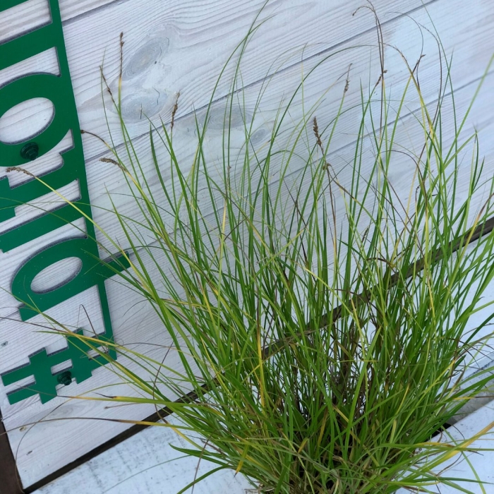 Осока гвоздичная