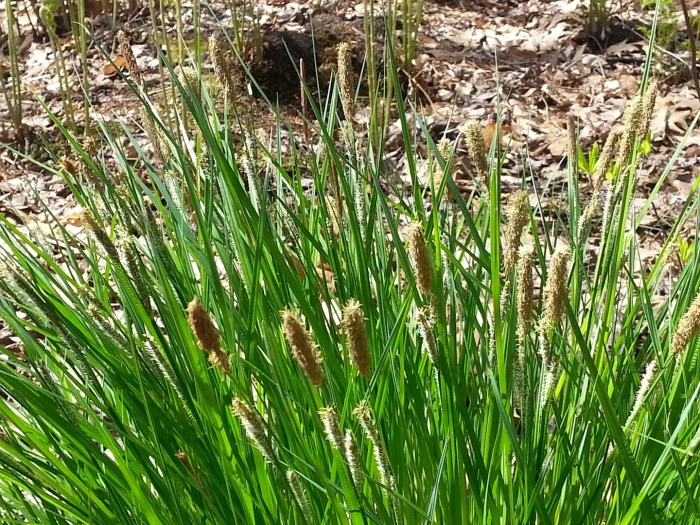 Осока просяная (carex panicea)