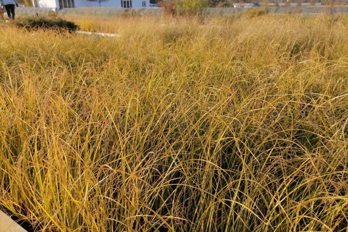 Осока обыкновенная