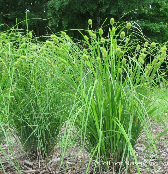 Растение осока