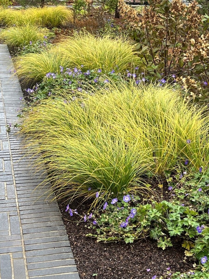 Осока elata aurea