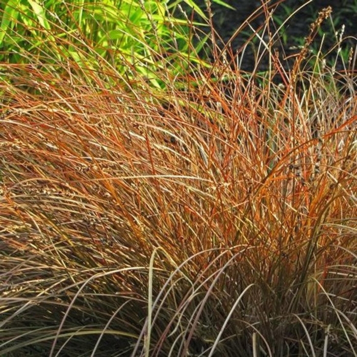 Осока буханана ред рустер