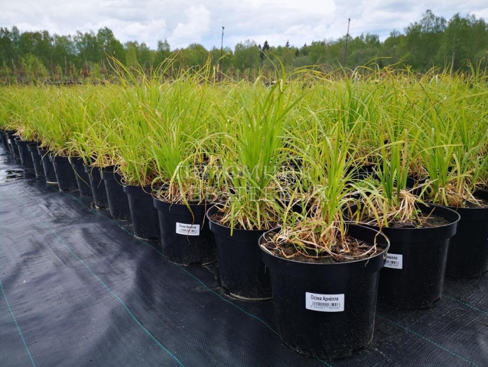 Питомники растений