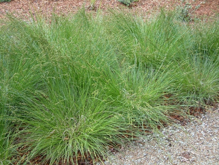 Sporobolus heterolepis зимостойкость